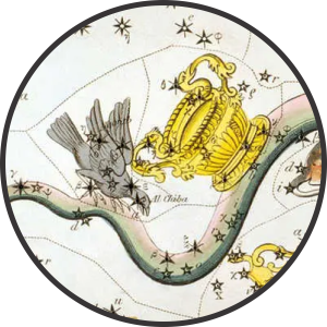 Corvus