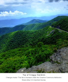 Brian Jones - Forest