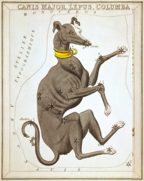 Canis Major cropped from Plate 30 Urania's Mirror